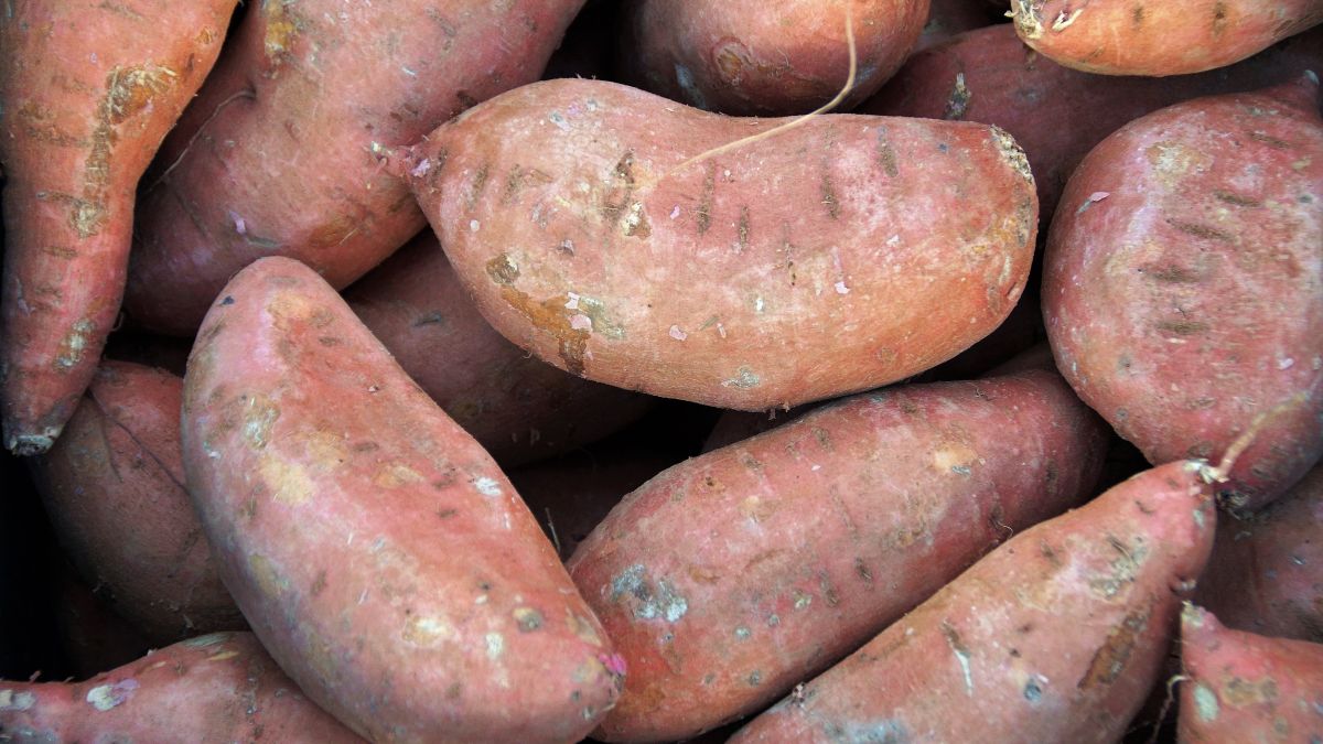 Tecnología natural para prevenir la podredumbre negra en batata prelavada mediante activación inmune.jpg